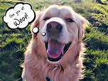 Woof, Woof, Woof! Meet the Dog's and the Brains Behind Woof – The ...