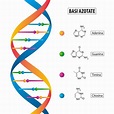 DNA mappa concettuale | Algor Education