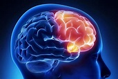 Lóbulo frontal del cerebro: anatomía y funciones