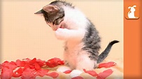 Romantic Kitten In Rose Petals For Your Valentine - Kitten Love - YouTube