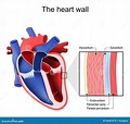 Heart Wall. Pericardium Structure Stock Vector - Illustration of ...