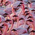 Beautiful and colorful flamingos | At Walvis Bay, Namibia. I… | Flickr