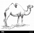 Dibujo a mano lápiz ilustración vectorial de camellos en blanco y negro ...