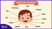 Parts of the Head for Kids Learning - Parts of the Face Names - YouTube