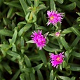 Carpobrotus glaucescens 'Pig Face' at Currimundii House Sunshine Coast ...