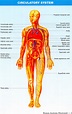 Human Anatomy Illustrated (30 Coloured Illustrations)