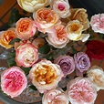 Care & Handling of Fresh-Cut Garden Roses - Garden Roses Direct