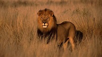 Grandes documentales - África salvaje: Gran safari, Grandes ...
