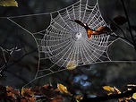 Spinnennetz Foto & Bild | anfängerecke - nachgefragt, nachgefragt ...