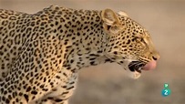 Documentales De Animales ÁFRICA SALVAJE (Planeta Plus) - YouTube