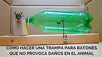 Como hacer una trampa para ratones que no provoca daños en el animal