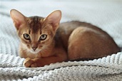 See the Cutest Cat Breeds as Kittens | Reader's Digest