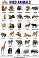 Wilde Tiere: Liste von 30+ populären Namen von wilden Tieren in ...
