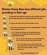 Honey Bee Facts, Worker Bee, Backyard Beekeeping, Bee Garden, Bee ...
