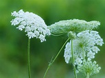 Queen Anne’s Lace – Ordinary Times