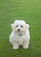 Perros blancos pequeños: 15 razas adorables para tener como mascota