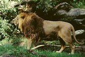 File:Panthera leo persica male.jpg - Wikipedia