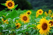 太陽花花語有幾種含義 手工太陽花的折法講解 - 壹讀