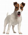Terrier Jack Russell: Carácter y Actitud - Fotos de Razas de Perros ...