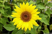 D04771m,向日葵-葵花-太陽花-花卉-花-農業 | Sunflower 向日葵又叫太陽花 向日葵英文名稱Sunfl… | Flickr