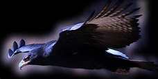 Verreaux's eagle – black eagle | DinoAnimals.com