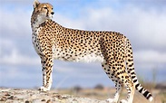 Wallpapers Of Cheetah - Wallpaper Cave