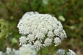 Queen Annes Lace also known as wild carrot is a biennial weed.