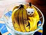 Banana Cat | Too Cute To Bear