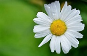 Aprenda a cultivar margaridas com a Giuliana Flores