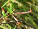 Magnoliophyta sp. | Magnoliophyta sp., Sweetwater Wetlands P… | Flickr