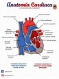 Cavidades Del Corazon Anatomia Cardiaca Anatomia Cuerpo Humano Images ...