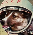 Laika fue el primer perro que orbitó alrededor de la Tierra el 3 de ...