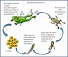 Manual del científico: La metamorfosis de la rana