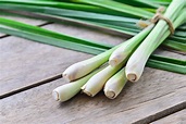 How to Grow Lemongrass: When To Plant, Grow & Harvest | Better Homes ...