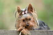 Yorkshire Terrier: carattere, addestramento e cure di un ottimo compagno