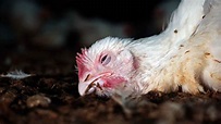Así se crían los pollos de tu 'súper': el vídeo que destapa la cruel ...