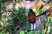 Quetzal Orejón | Guía de Aves