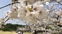 櫻花攝影技巧 Photography techniques for cherry blossom - YouTube