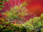 Fotos von Spinnennetz Natur Großansicht