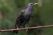 The European Starling: Facts, Photos & More | Terminix