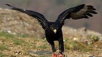 Águila negra: hábitat y características - Mis Animales