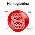 Hemoglobina: o que é, estrutura, função, tipos - Brasil Escola