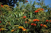 Argentina nativa: Cepillo de mono (Combretum fruticosum)