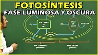 Fotosíntesis: Fase Luminosa y Fase Oscura - YouTube