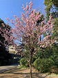 在日本哪里赏樱花最美？ - 知乎