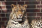 Jaguar | Tiere | Säugetiere | Goruma