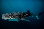 Whale Shark Swim - Sean Scott Photography
