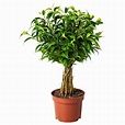 FICUS BENJAMINA 'NATASJA' Pflanze - Ficus kleinblättrig - IKEA