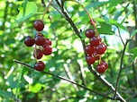 Wild cherry Facts, Health Benefits and Nutritional Value