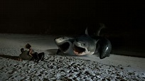 6-HEADED SHARK ATTACK (2018) Reviews and overview - MOVIES and MANIA